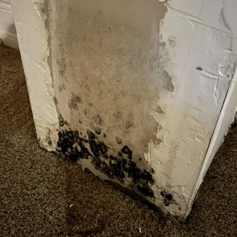 Professional Mold Removal in Siloam Springs, AR